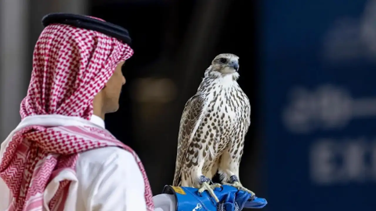 صقور نادرة بصفقة تقترب من مليون ريال تشعل معرض الصقور والصيد السعودي